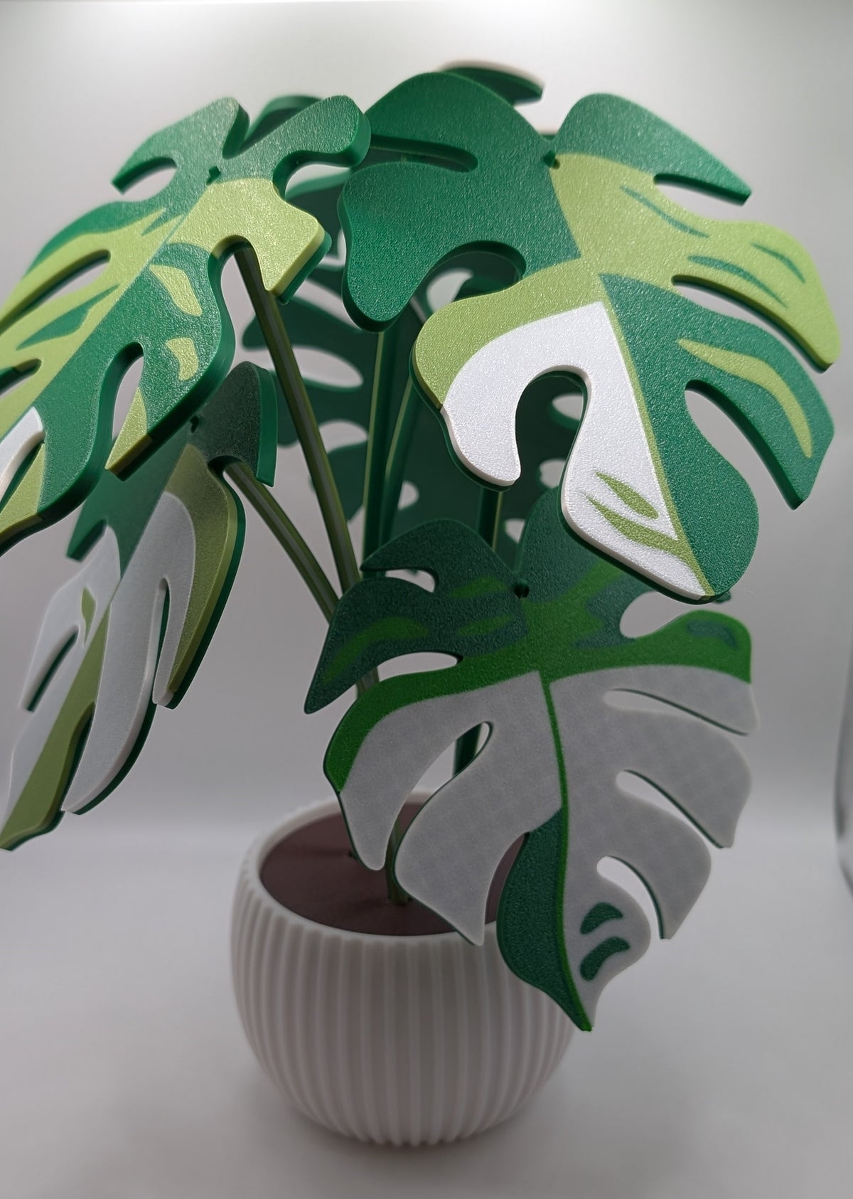 Monstera Coaster Plant