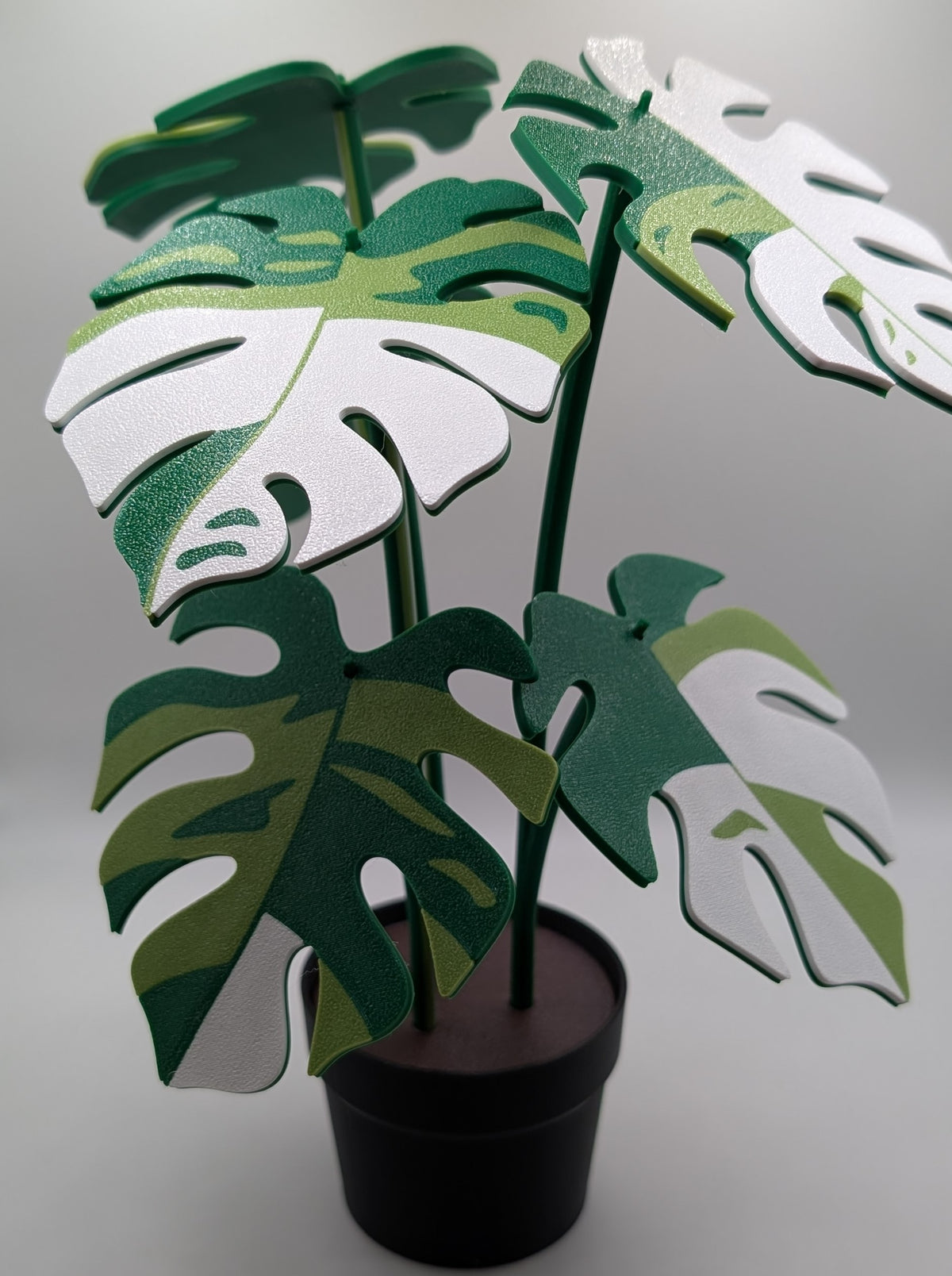 Monstera Coaster Plant